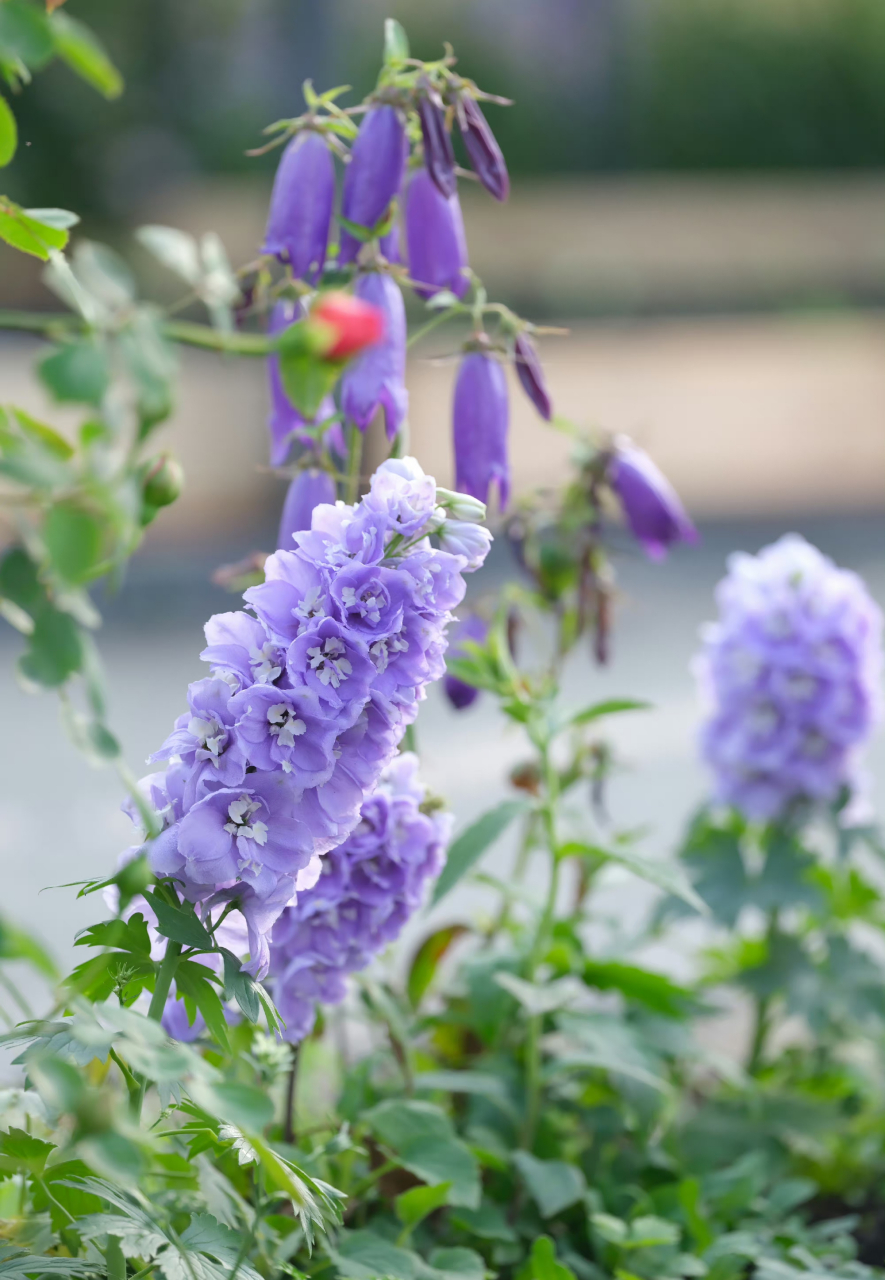 最后一批种下去的淡紫色飞燕草,矮矬矬的就开花了,这么矮矮胖胖的好