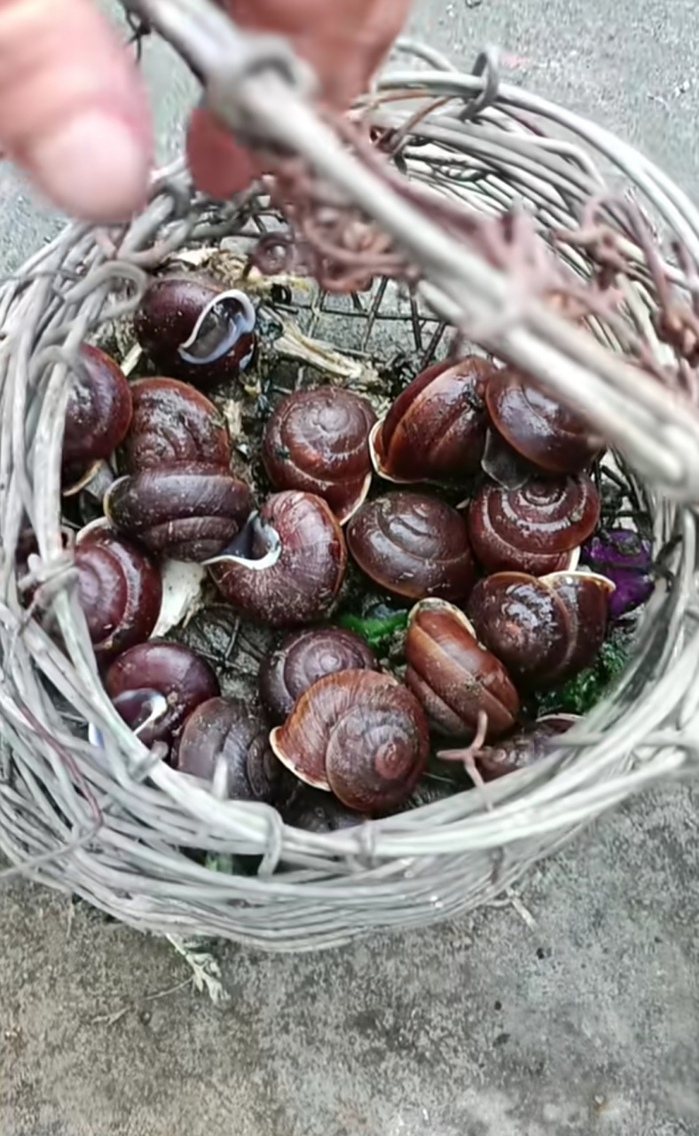 山上找到的,小时候最喜欢吃这种蜗牛了,你吃过这种蜗牛吗?