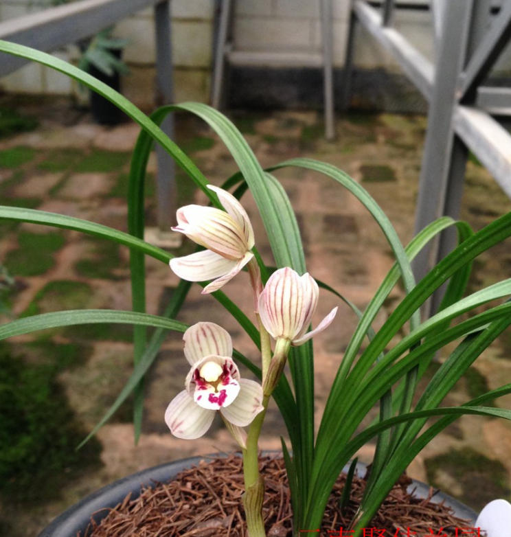 它是莲瓣兰荷瓣精品,滇荷,花色典雅,唯美出彩,魅力无限