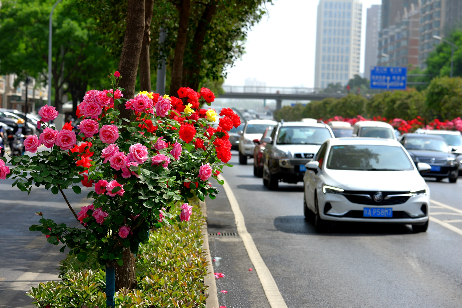 西安南二环月季花开红满街