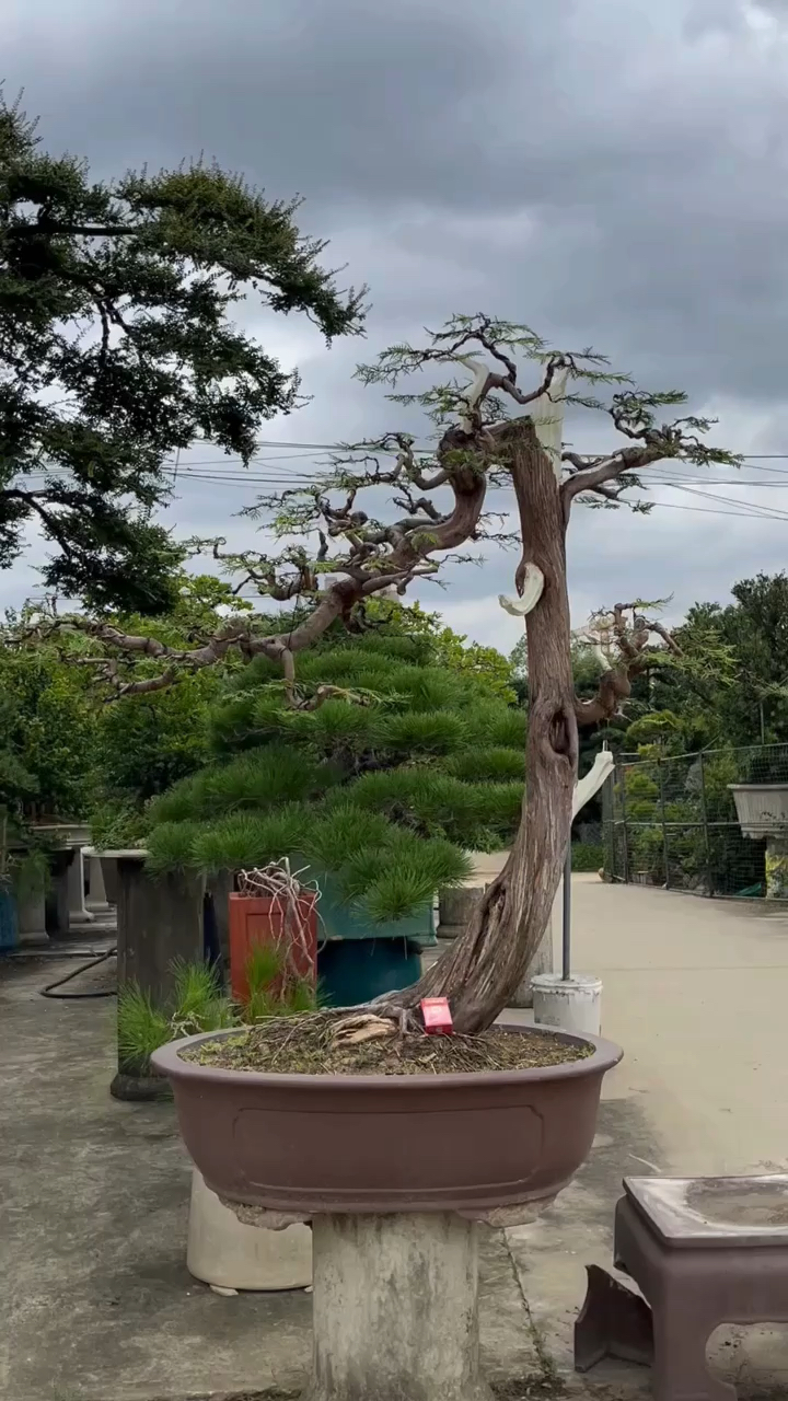 分享一棵文人扁柏盆景