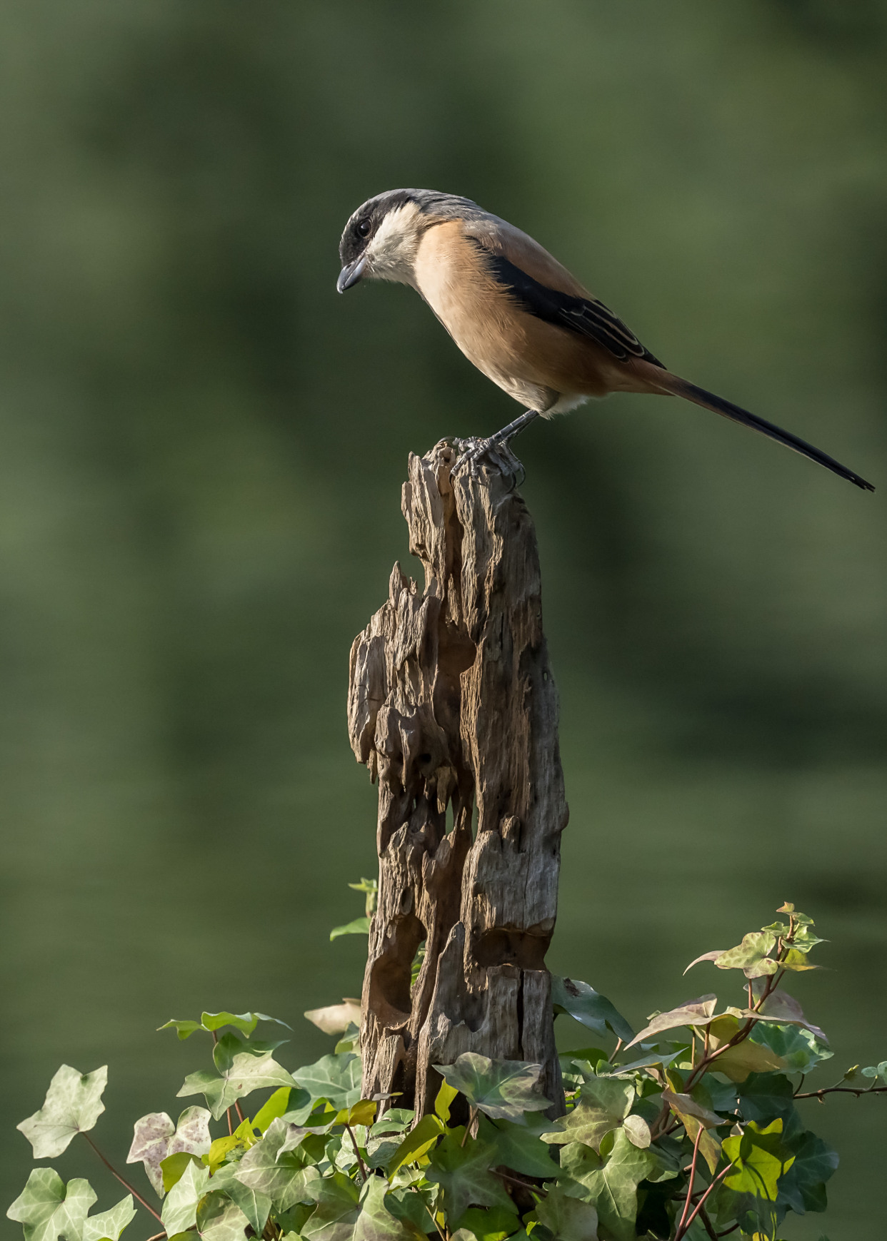 鸟中之王伯劳鸟,勇攀一柱擎天