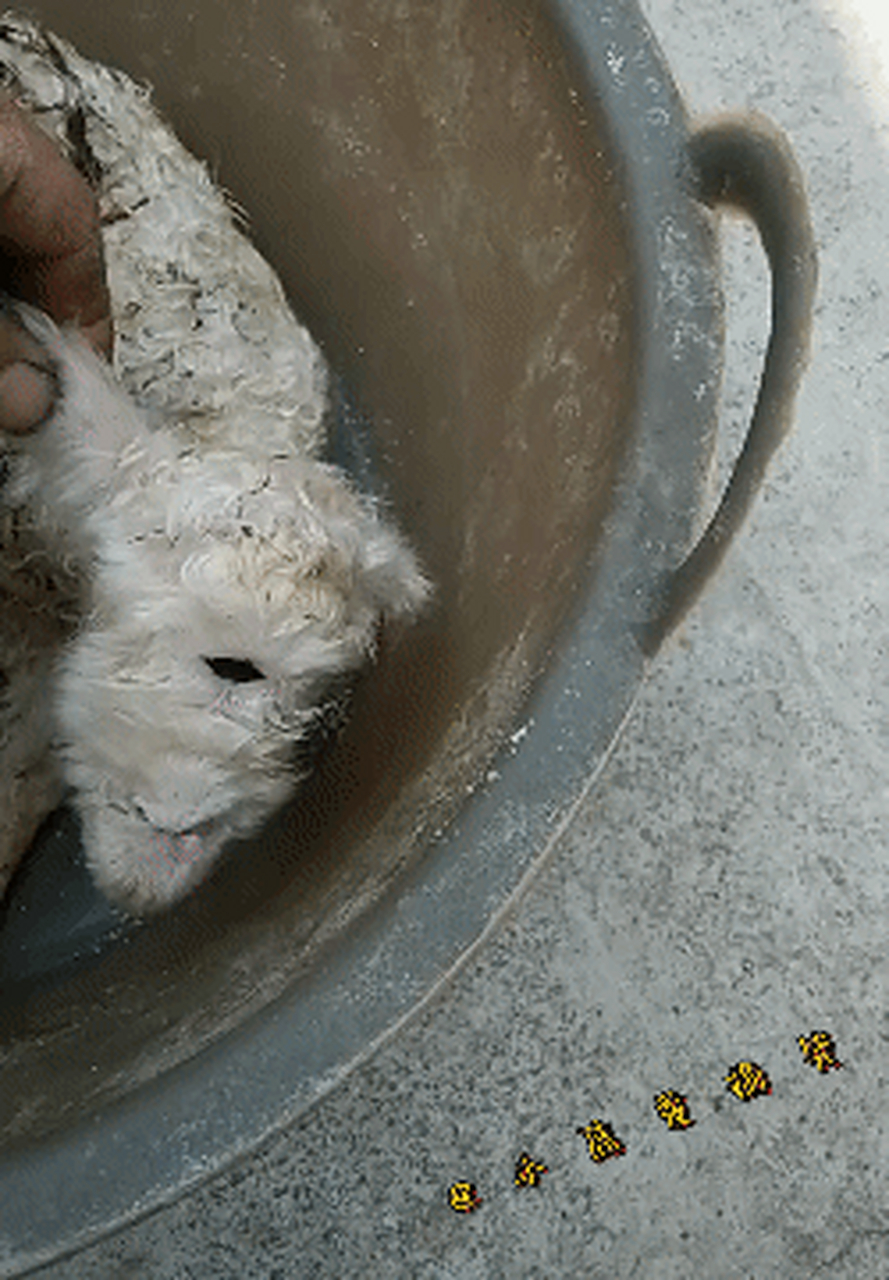 第一次见一只眼的羊,看着好吓人,又觉得它好可怜!