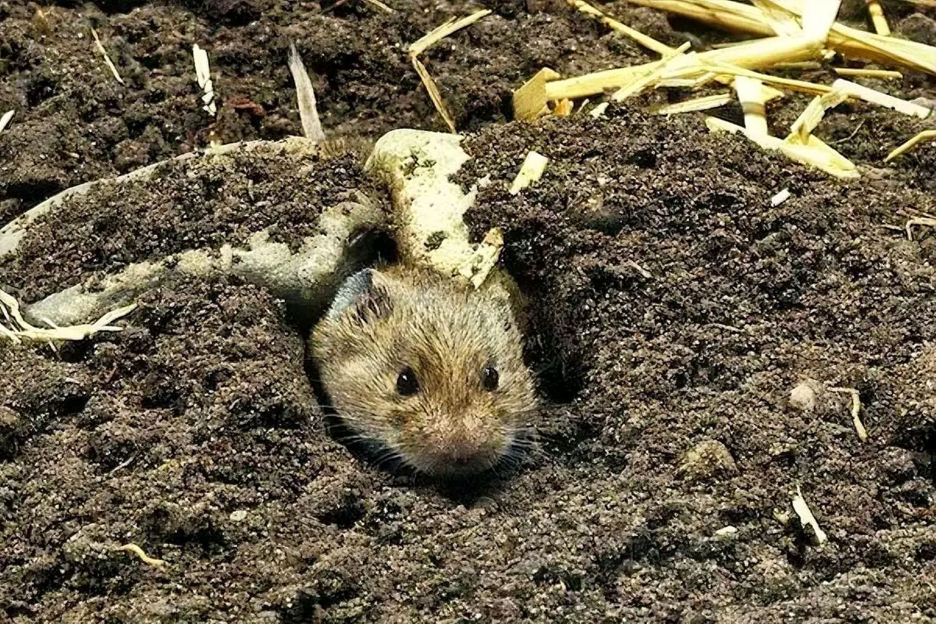 求下联: 上联:老鼠打洞,进进出出. 下联