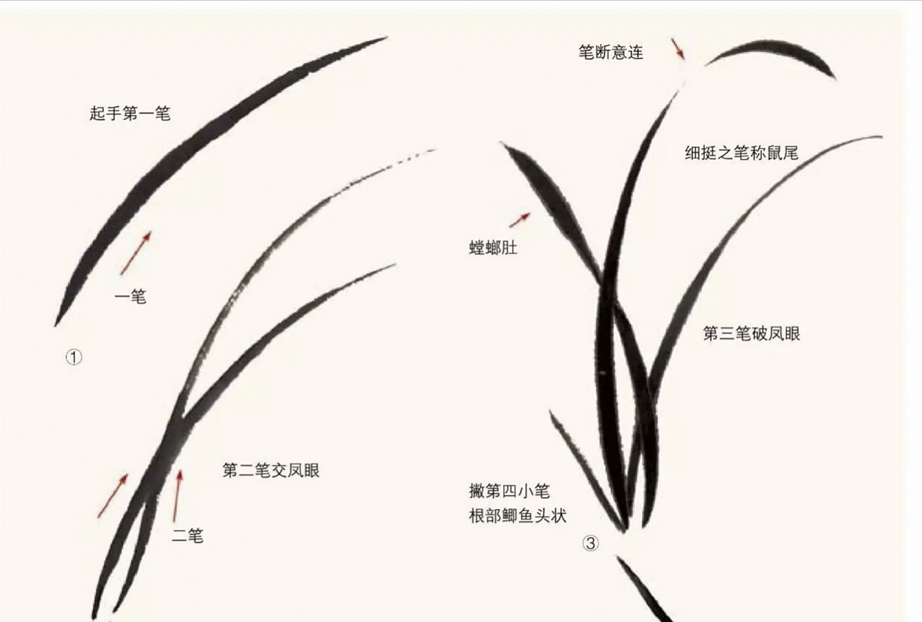 国画小写意兰花的画法,请朋友们雅赏[鲜花][鲜花][心][心][心]