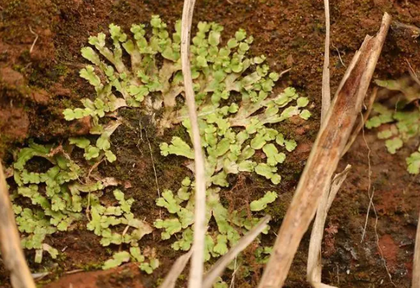 苔藓的假根图片