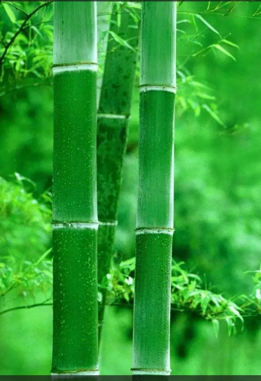 分享: 养眼绿竹图片请收藏