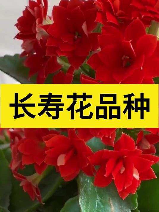 朝霞长寿花介绍图片