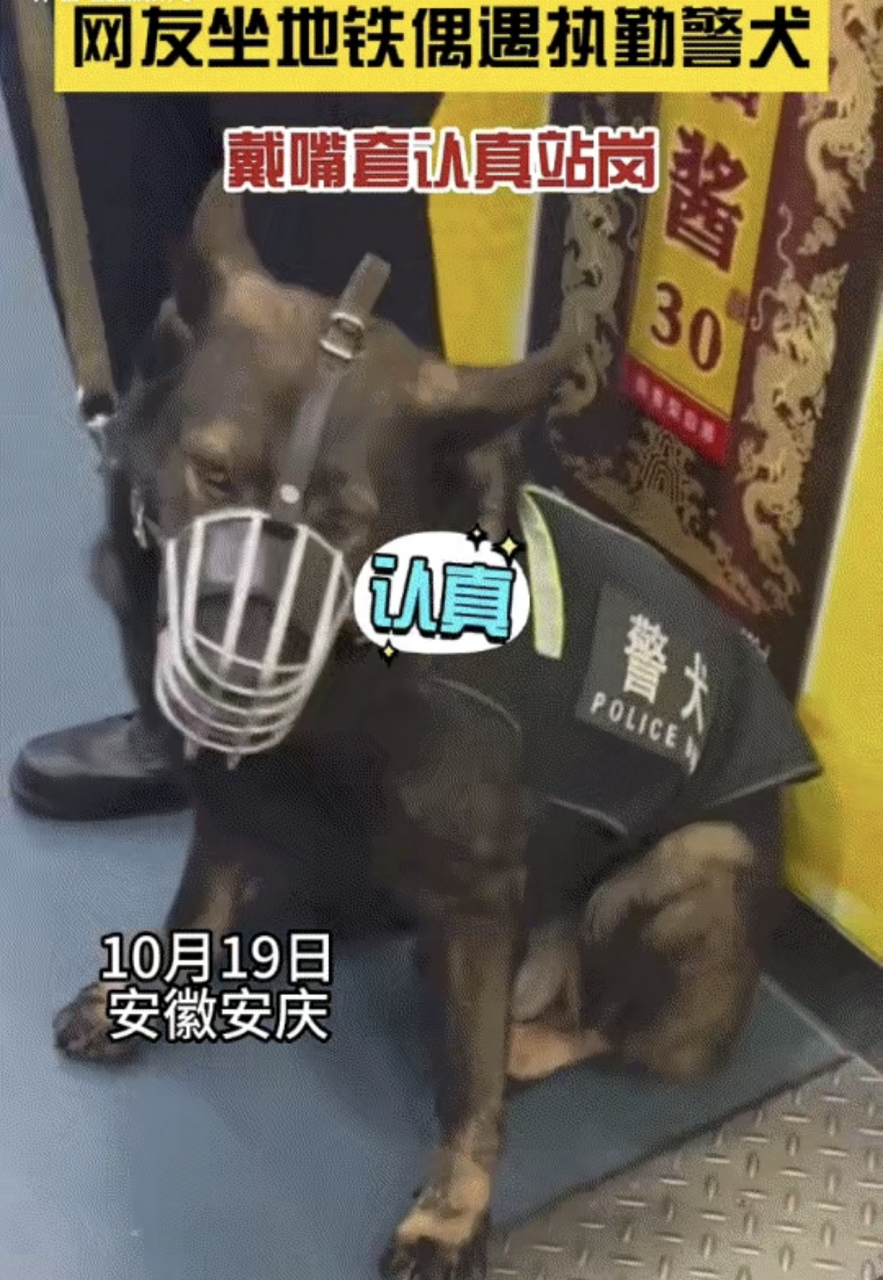 警犬狼狗图片