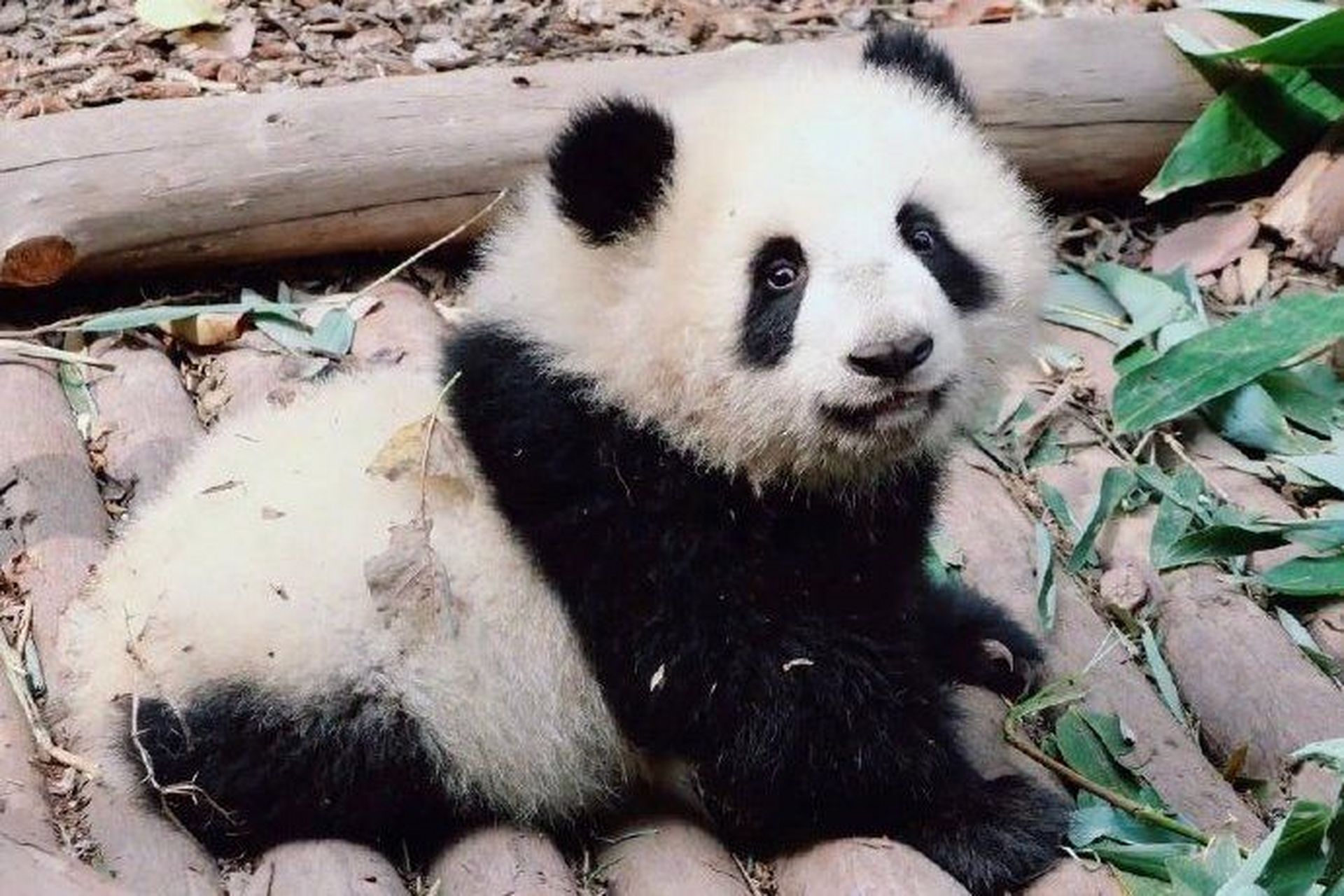 福菀和爱宝都是大熊猫英英的后代  福菀的姥姥瑛华和爱宝的姥姥优优