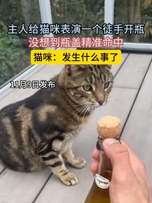 主人给猫咪表演一个徒手开瓶,没想到瓶盖精准命中