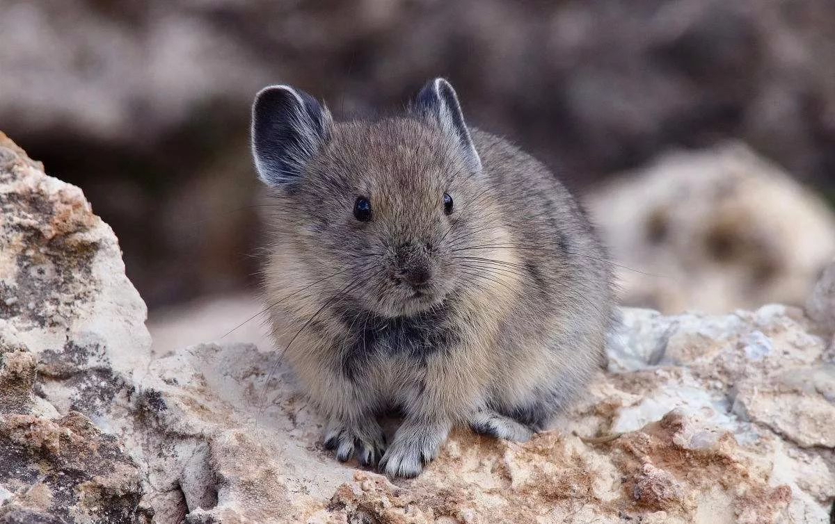 时隔8年!伊犁鼠兔再现身,不足千只专爱吃雪莲,是鼠还是兔?