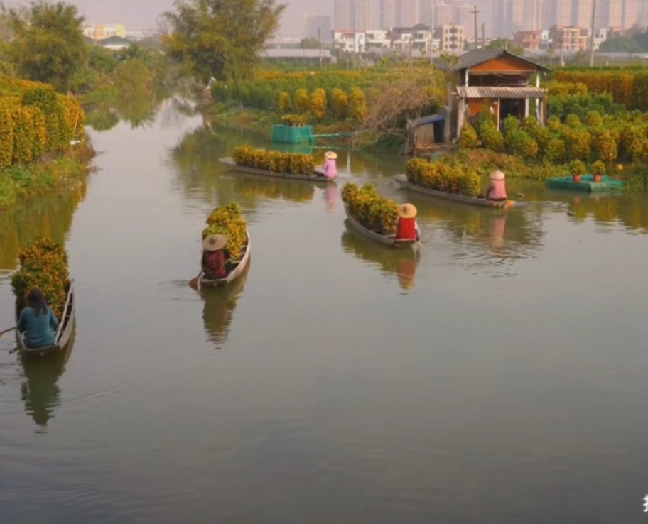 航拍下的順德年桔基地及水上運輸盛景