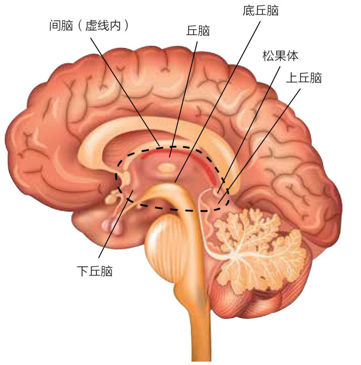 大脑皮层再往下走,是其它脑结构,皮质下区域中有那些在皮质下发现的
