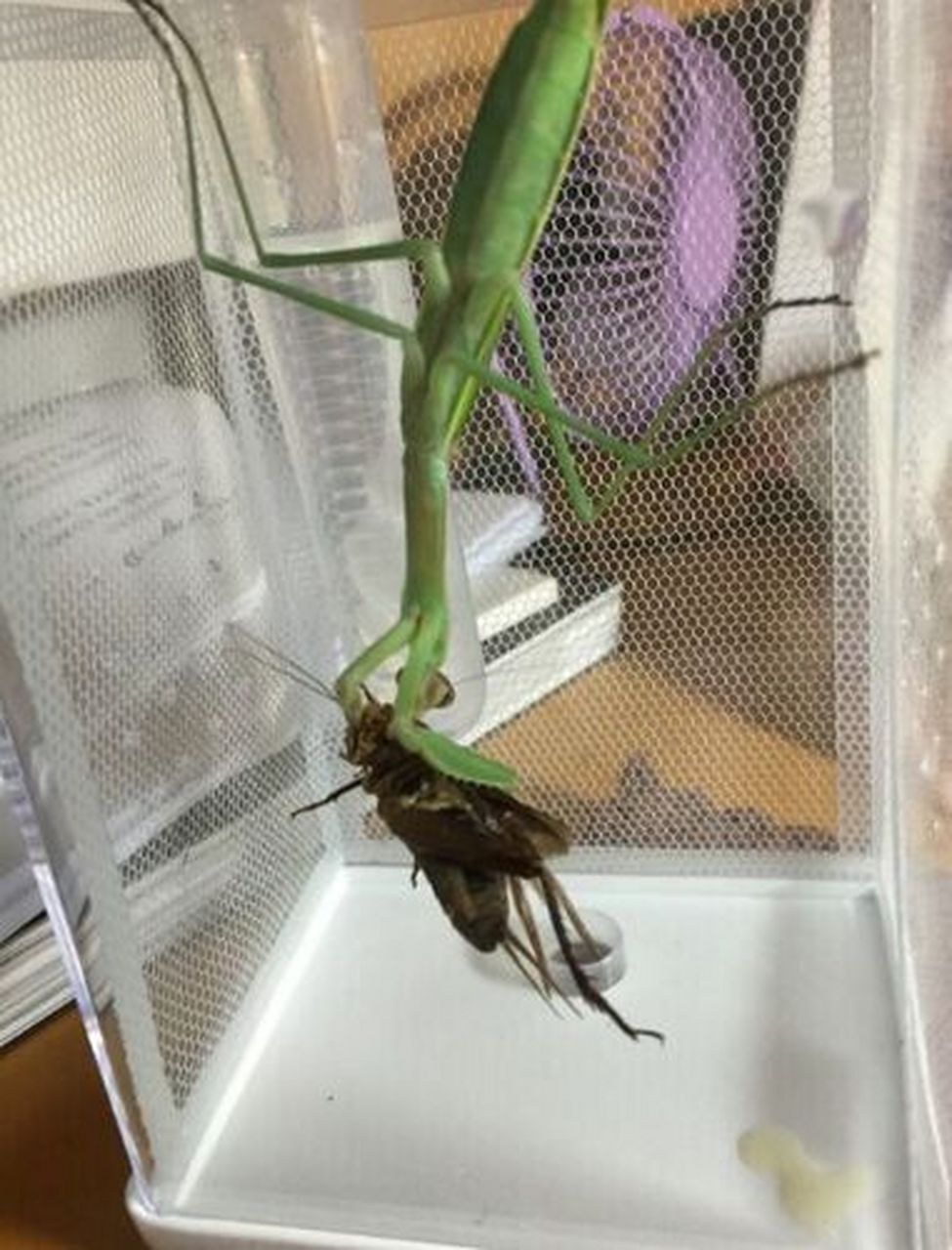 中国音乐界有刀郎,昆虫界则有大刀螂(中华大刀螂).