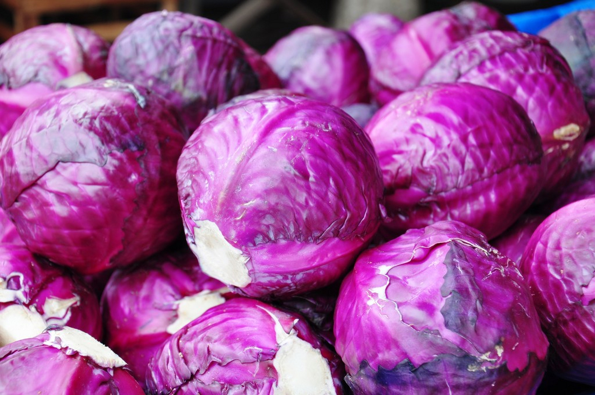 甘蓝  紫甘蓝俗称紫包菜,也叫紫圆白菜,长得跟圆白菜很像,就是紫色的