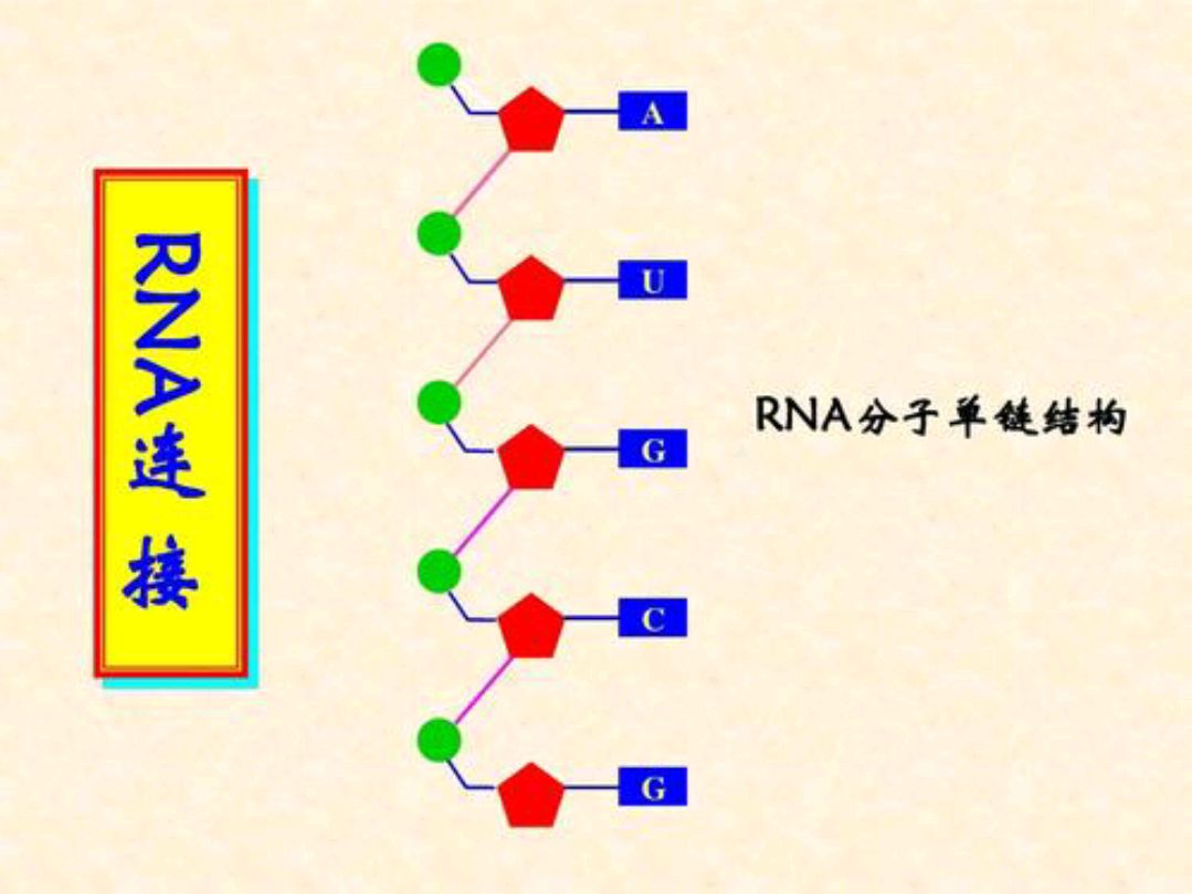 新冠病毒RNA结构图片