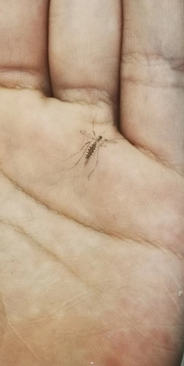 湖南的蚊子好有特点,个儿大,花腿花肚子,更好玩的是会掉色儿,把它拍扁