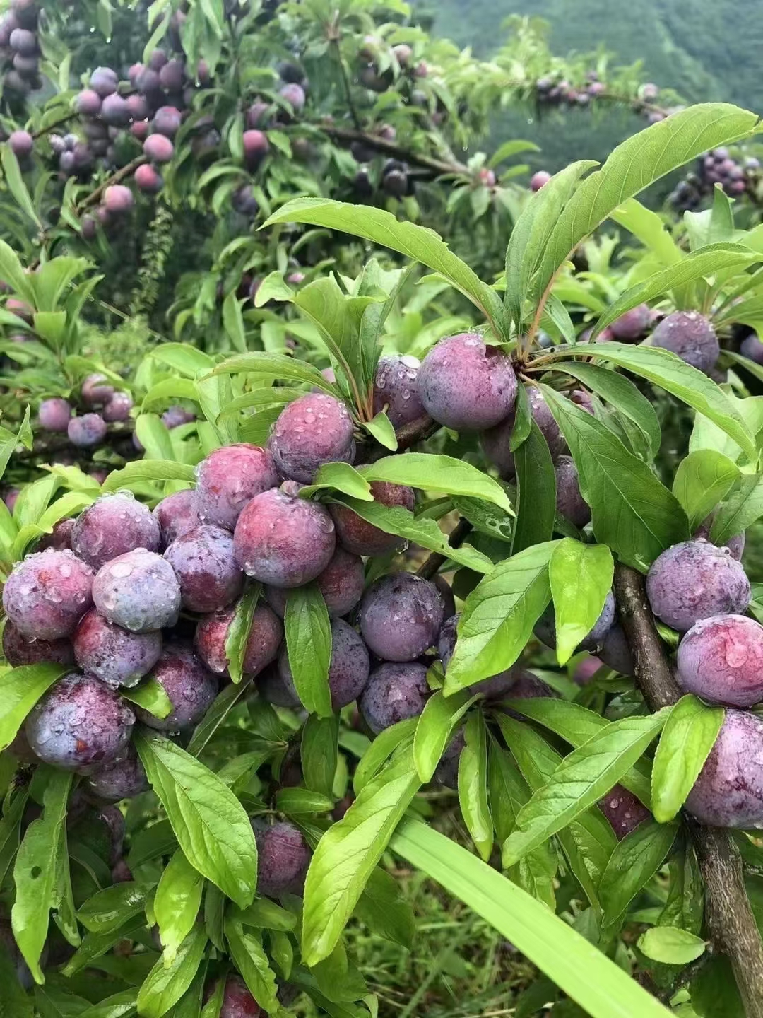 广西河池天峨县珍珠李成熟了,顺丰包邮到家