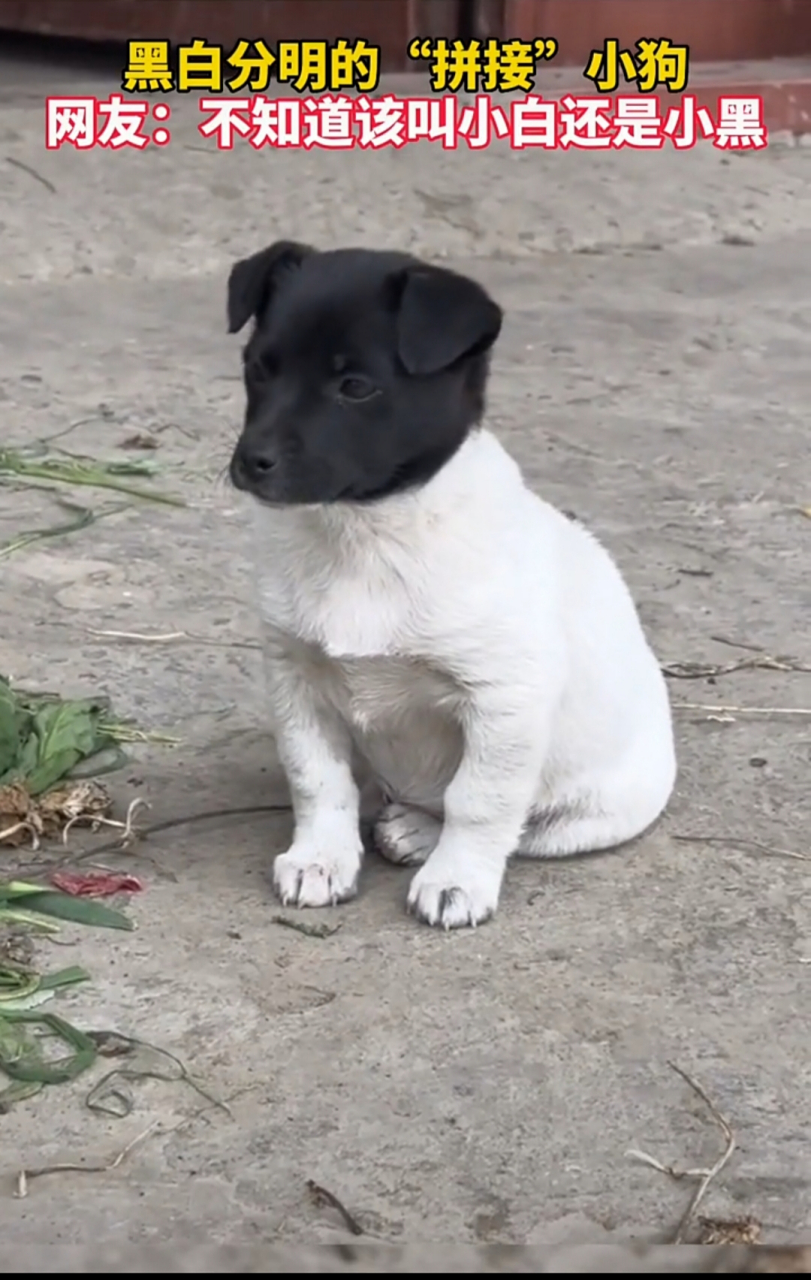 这黑头白身的拼接小狗, 我就好奇它爸妈是什么颜色的, 能生出这么黑白
