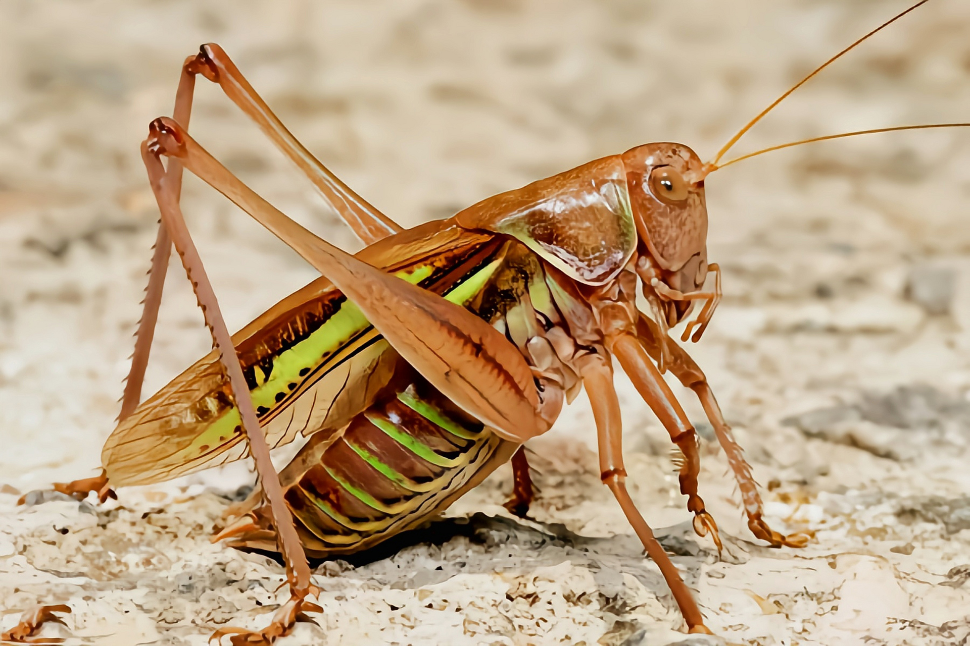 每天认识一种动物——夏蝈 夏蝈别名叫油子,暗褐蝈螽,长翅蝈蝈,原产于