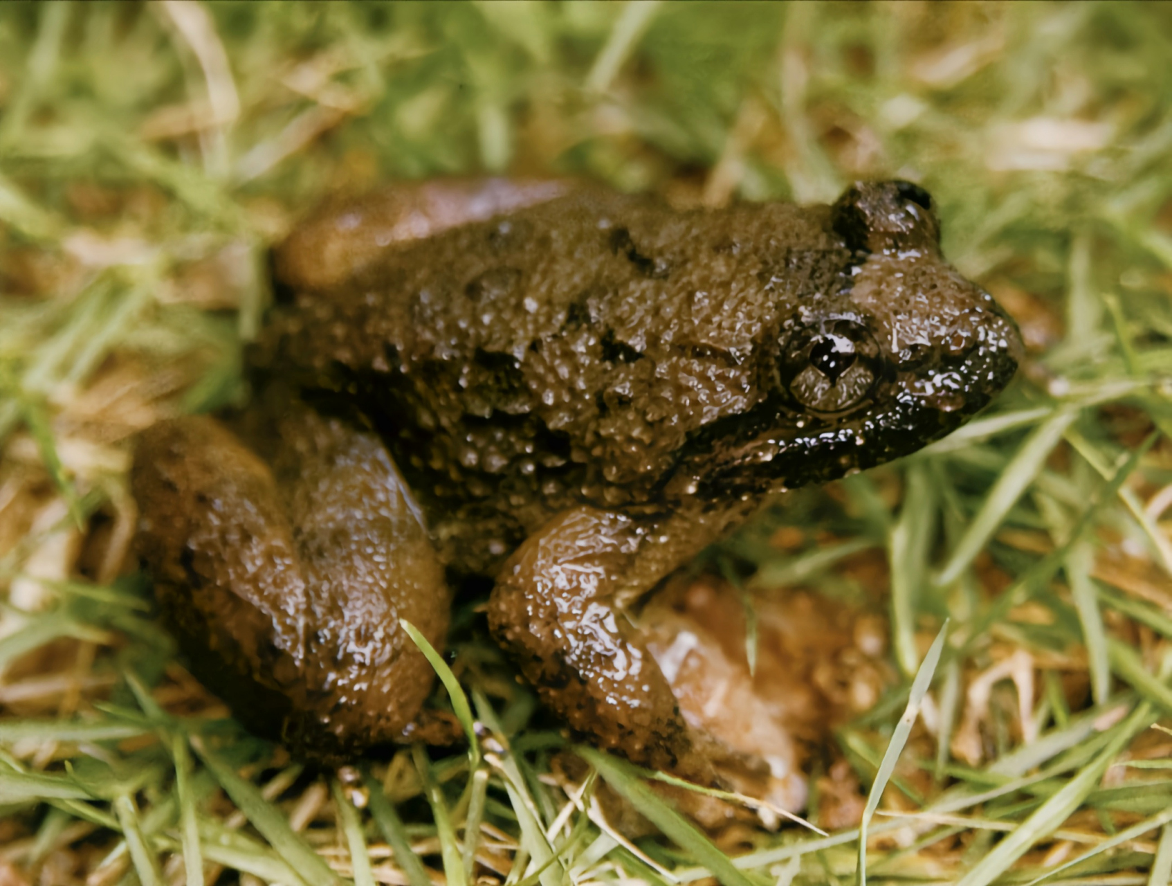 每天认识一种动物——脆皮大头蛙 近日"脆皮大学生"登上热搜,而现实