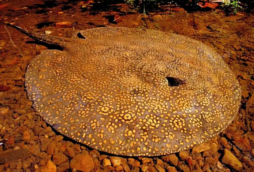 西双版纳"吸血毯",传说会拖人下水吸干血,它究竟是何种生物?