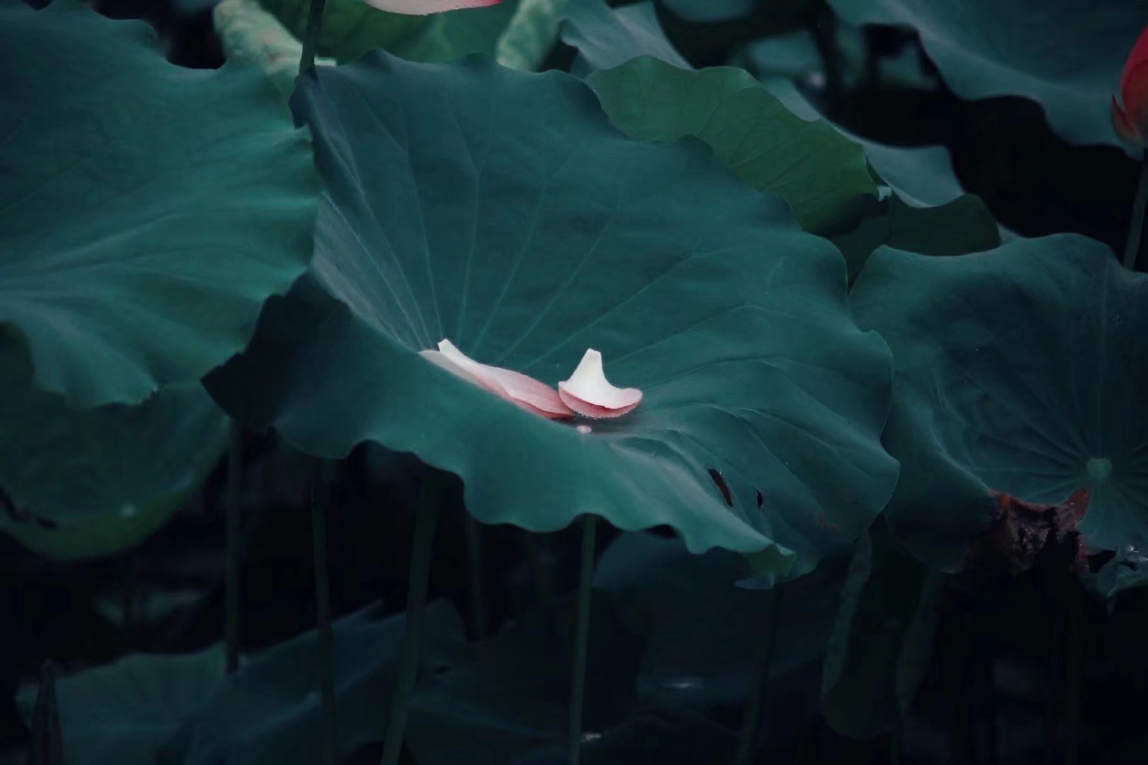 以清净心看世界