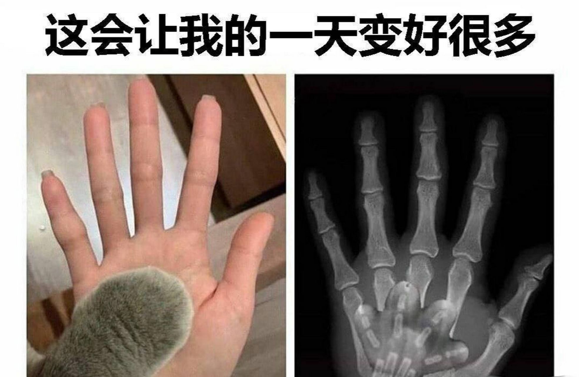 猫咪爪子x光片图片