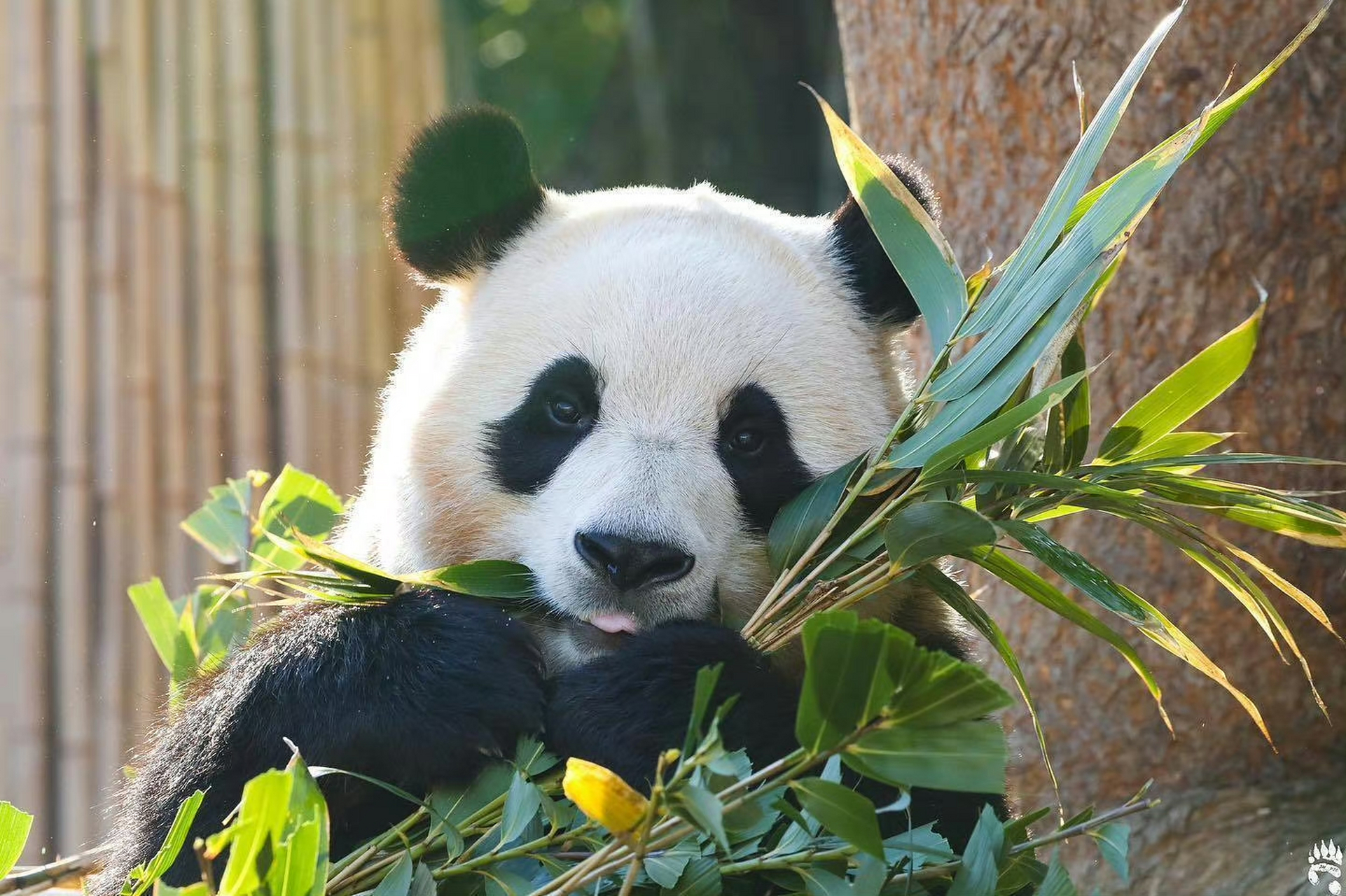 ipad电脑壁纸  你看中哪一款了呢～#乐享周末分享吧