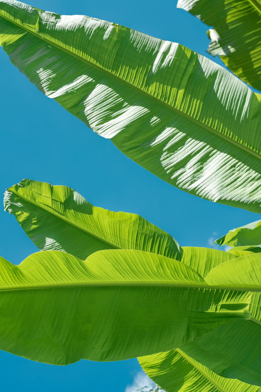 第一发现芭蕉叶的美