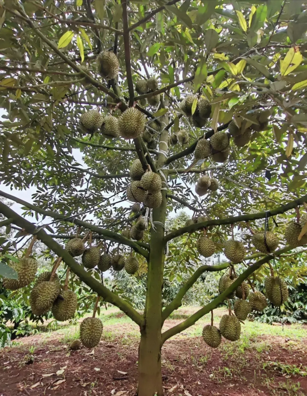海南大规模种植30000亩榴莲树,终于迎来大丰收,不少