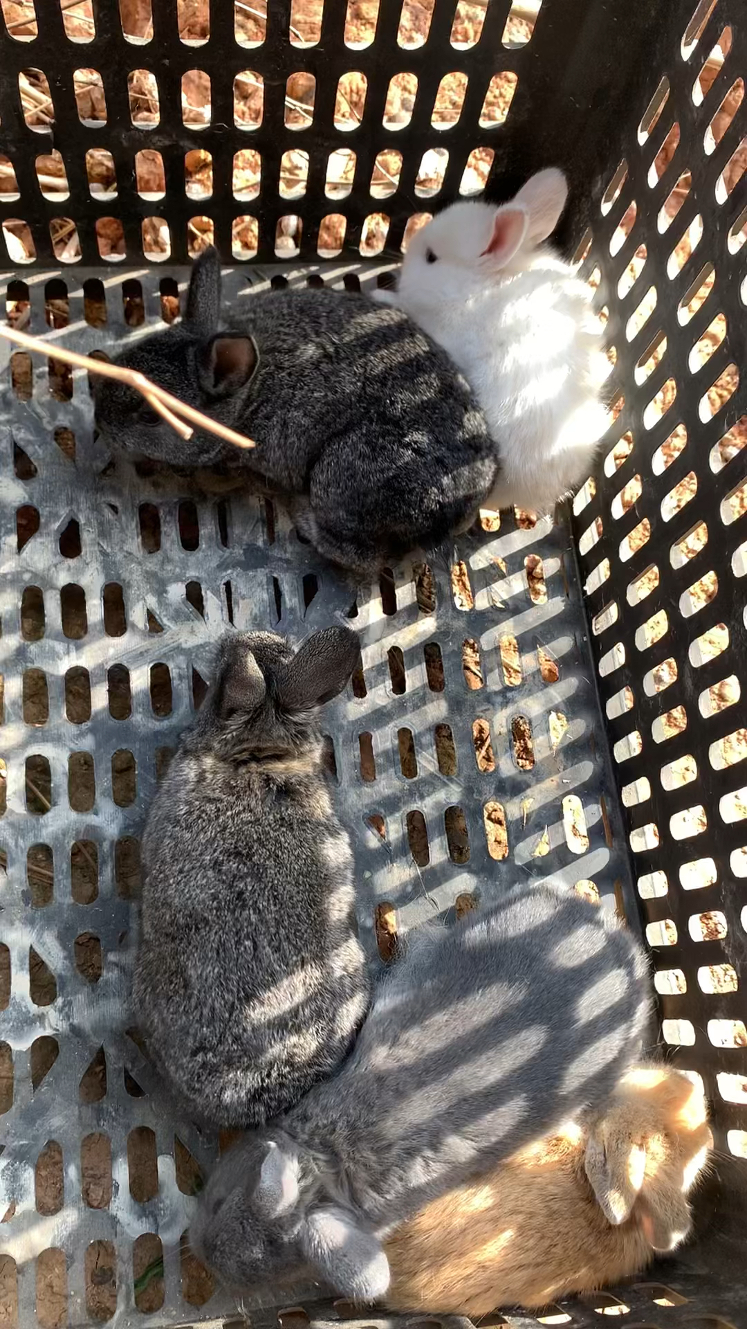 灰兔妈妈生出5种颜色的小兔子你们遇到过吗#创作灵感 #新农人计划2023