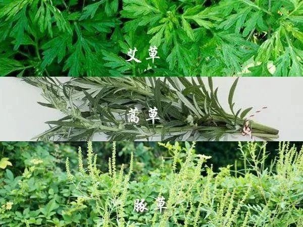 对豚草过敏要注意什么图片