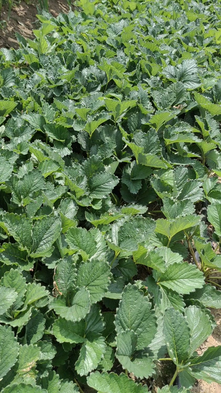 隋珠草莓苗长势分享!