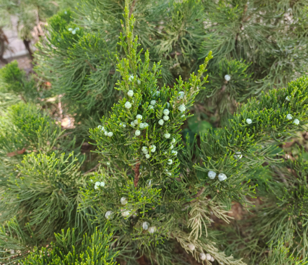 裸子植物有哪些图片图片