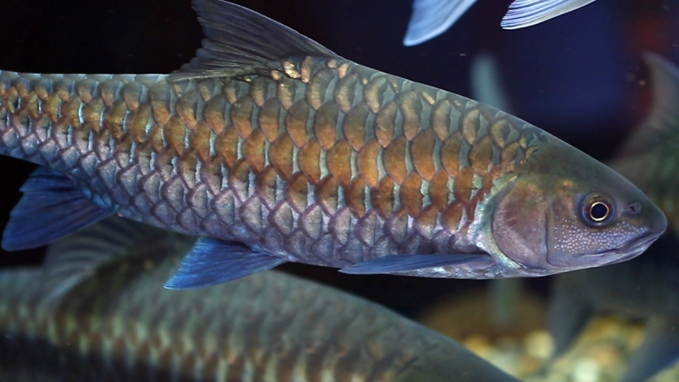 蓝吉罗#观赏鱼# , 为辐鳍鱼纲鲤形目鲤科结鱼属,被列为濒危保育类动物