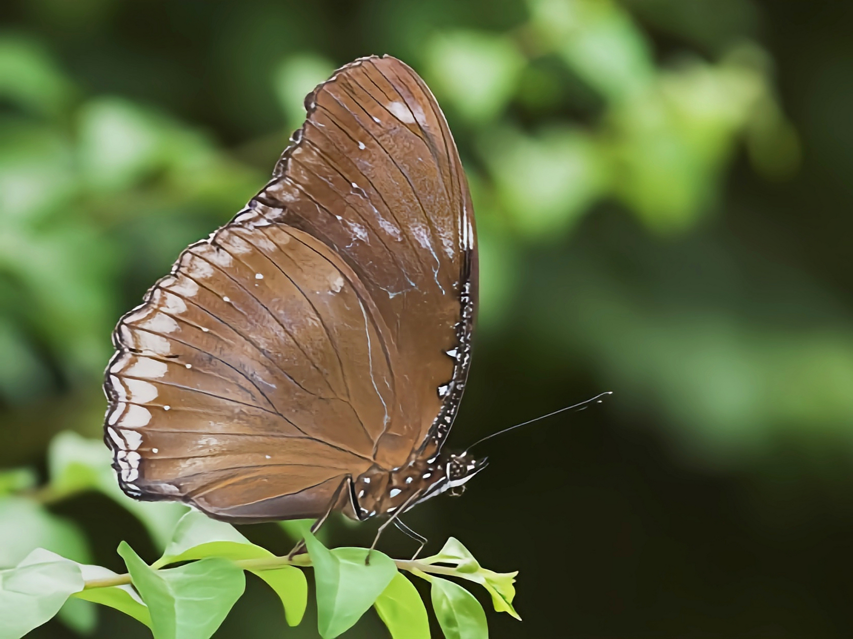 每天认识一种昆虫——琉球紫蛱蝶 琉球紫蛱蝶又名幻紫斑蛱蝶,翅展6.