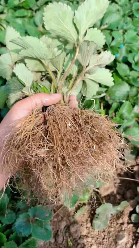 大叶红颜草莓苗,价格直降!物美价廉!-度小视