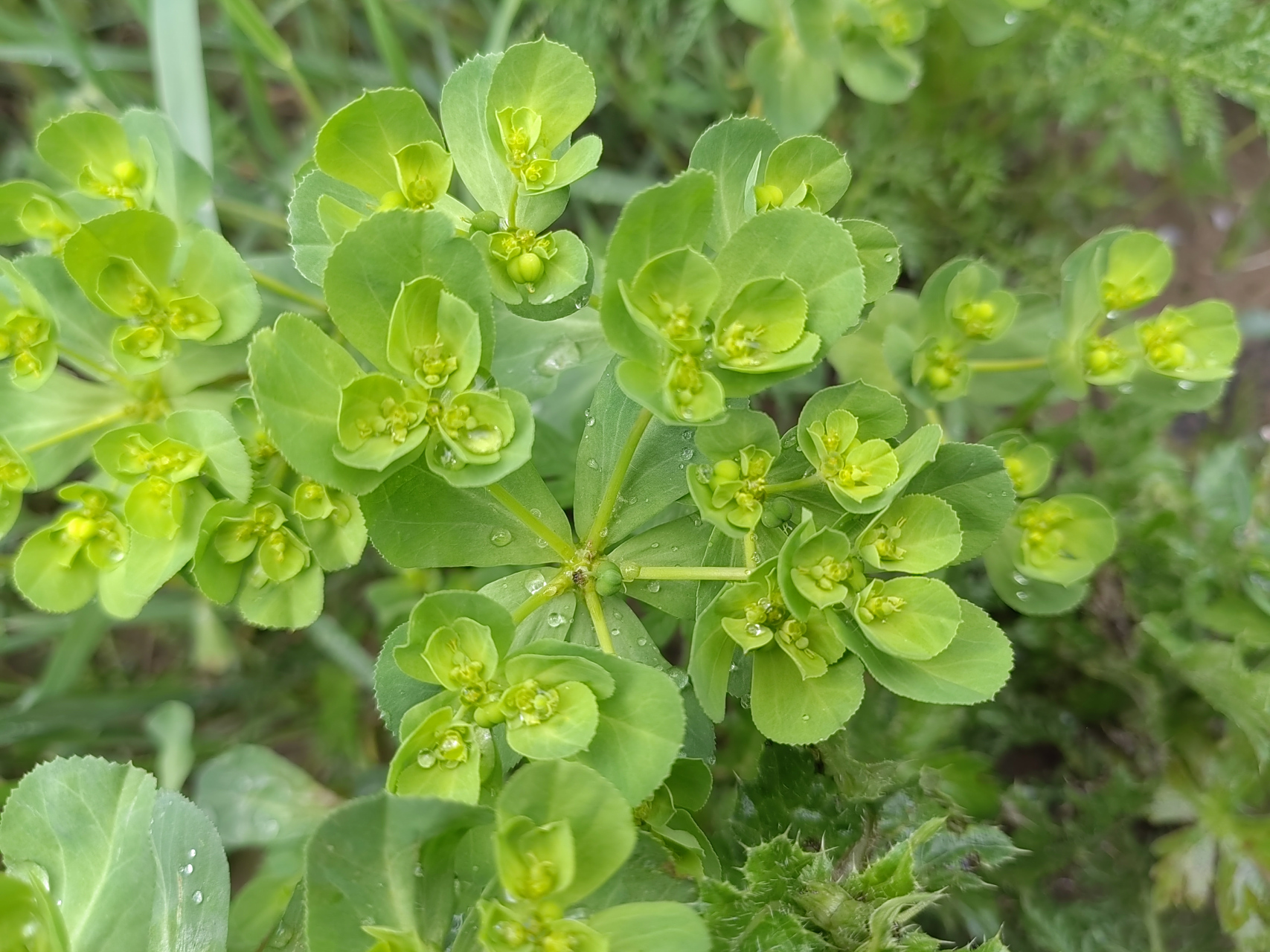 泽漆又名五朵云,五灯草,五风草,植株叶片独特,颜值高,分布范围广,抗逆