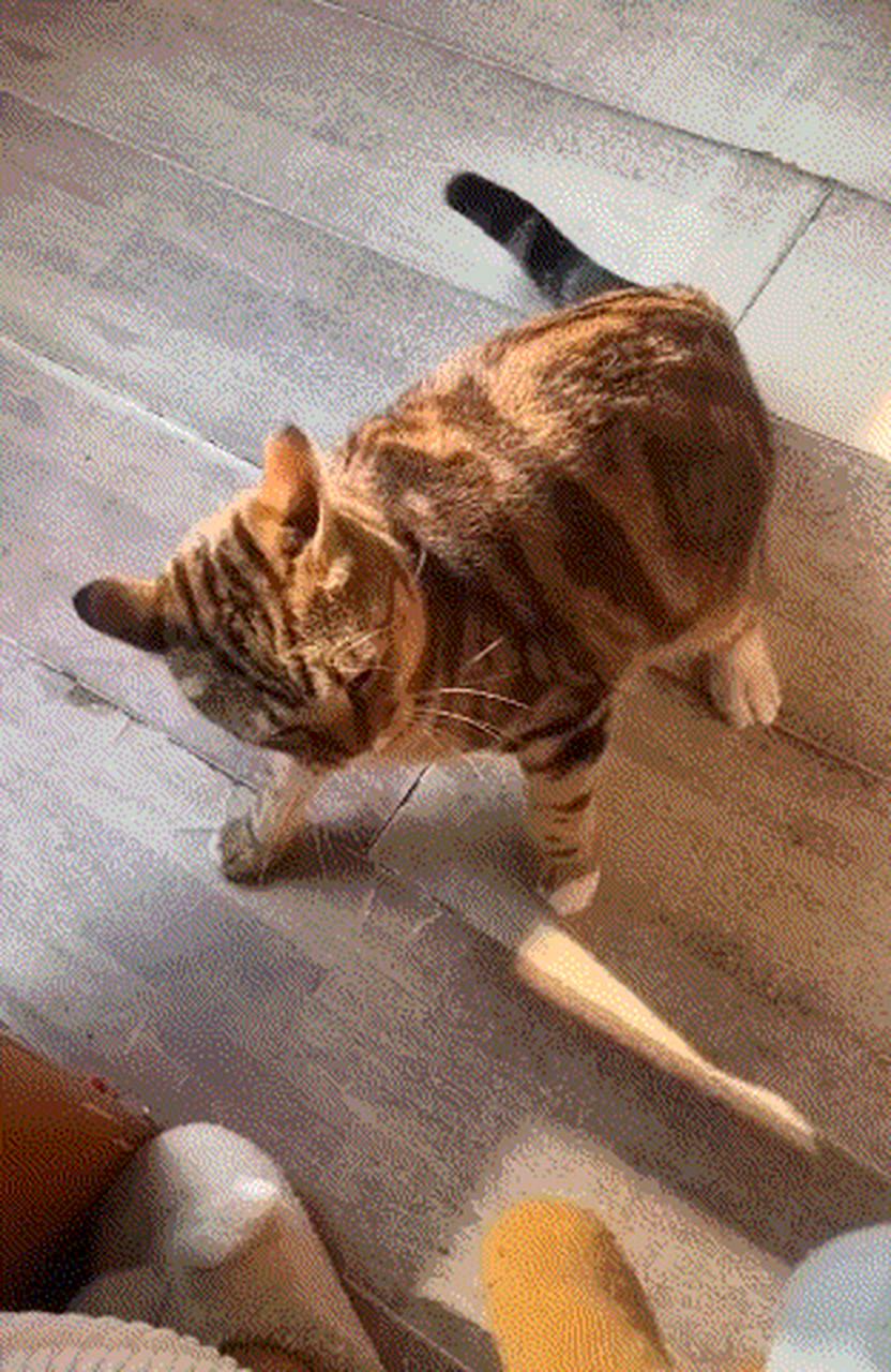 铲屎官猫咪和人一样抢东西吃,是好玩的#搞笑动图