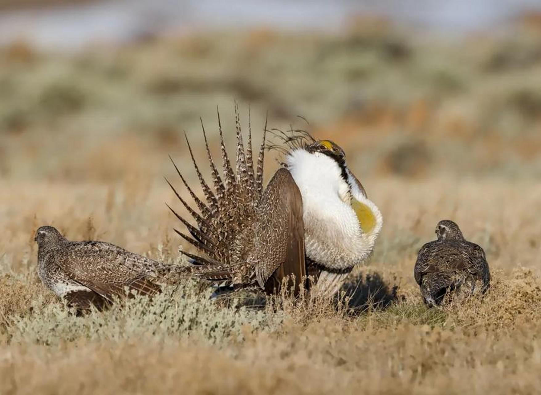 十年前,世界自然保护联盟将艾草松鸡列为近危物种.
