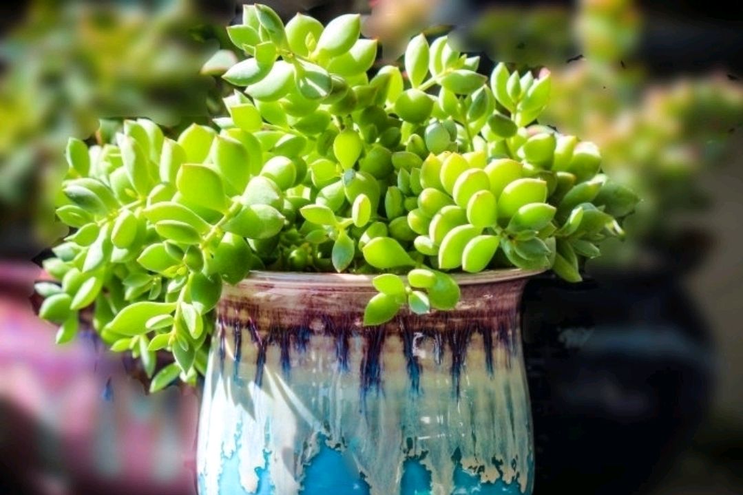 多肉达摩福娘气味香甜,开花好看,养成老桩后很有成就感