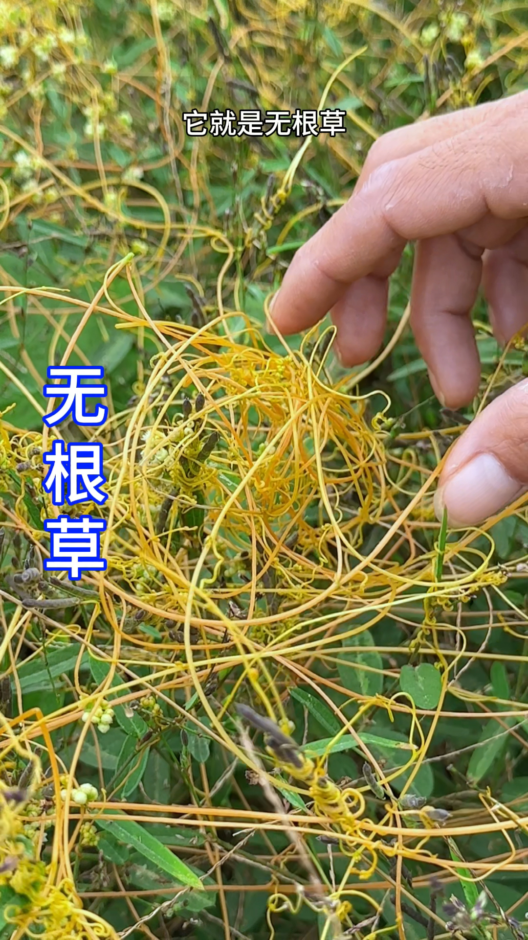 农村人收采无根草,它的样子像丝线,你见过吗?