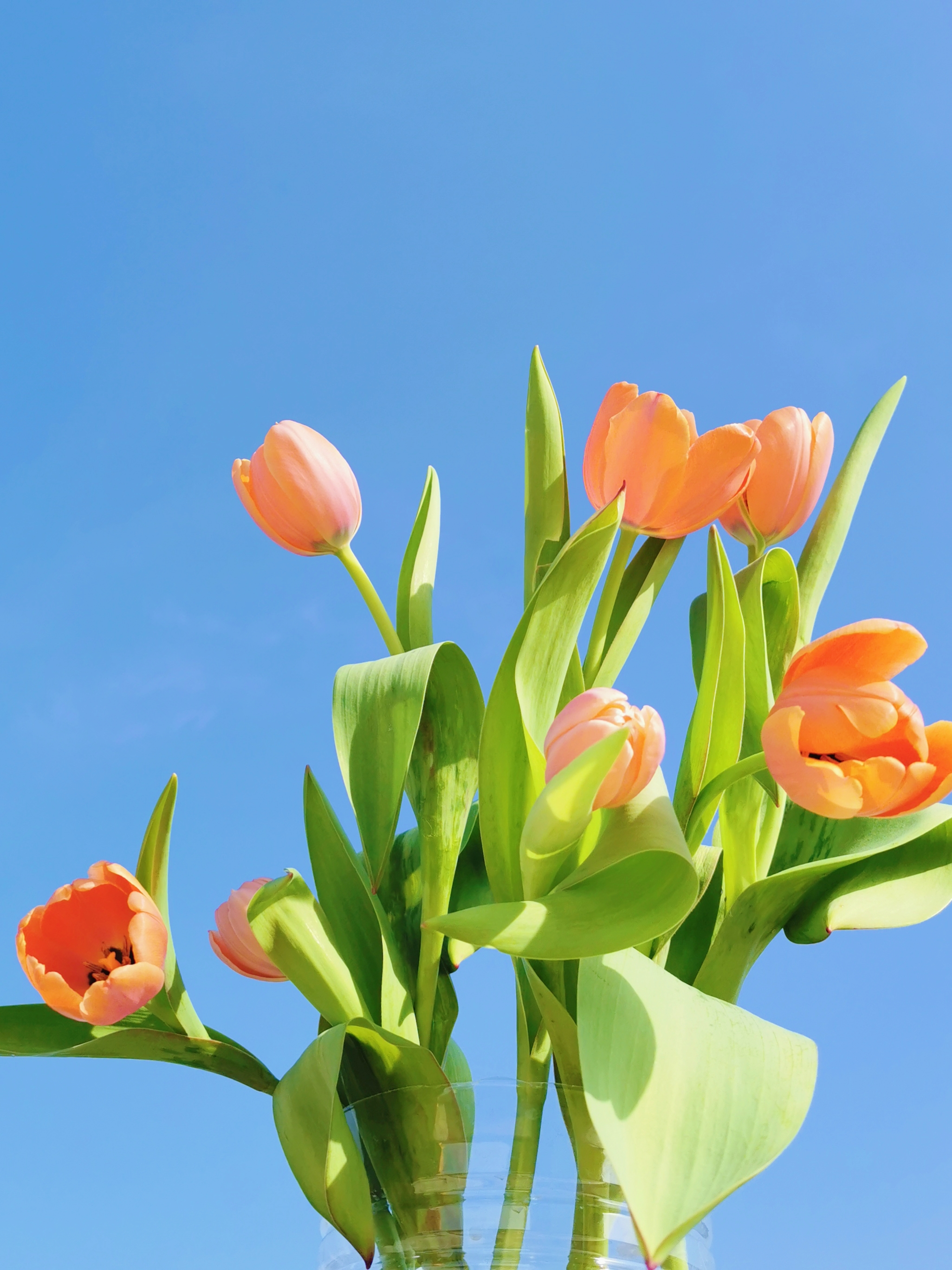 郁金香开放的季节和猫猫一起赏花吧