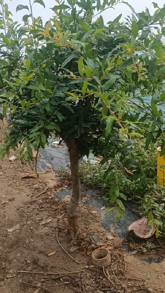 大青皮甜石榴树适合庭院种植产量高抗寒品种