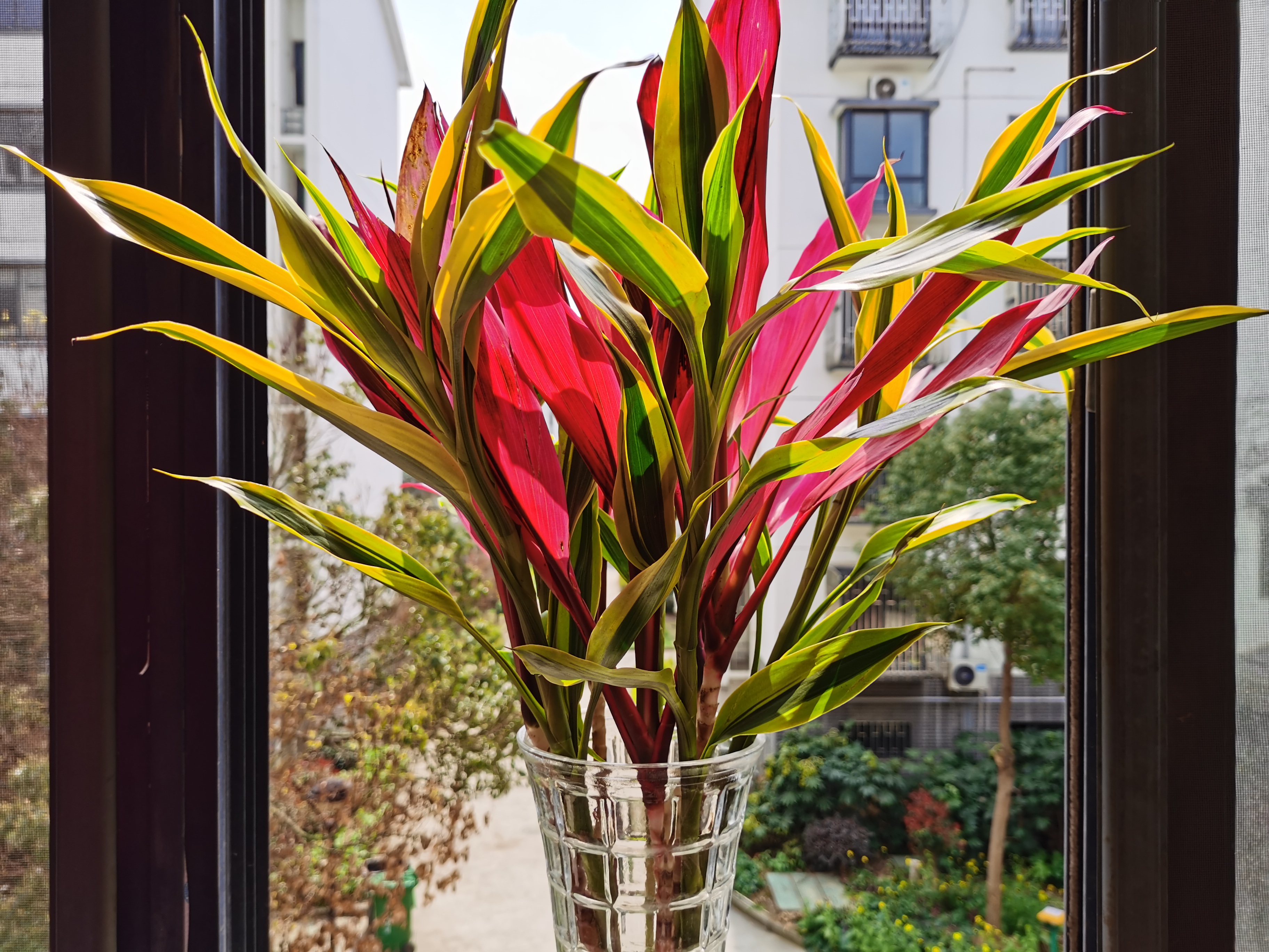 居然还有人说不会养富竹?我觉得富贵竹真的是最简单的懒人绿植呀