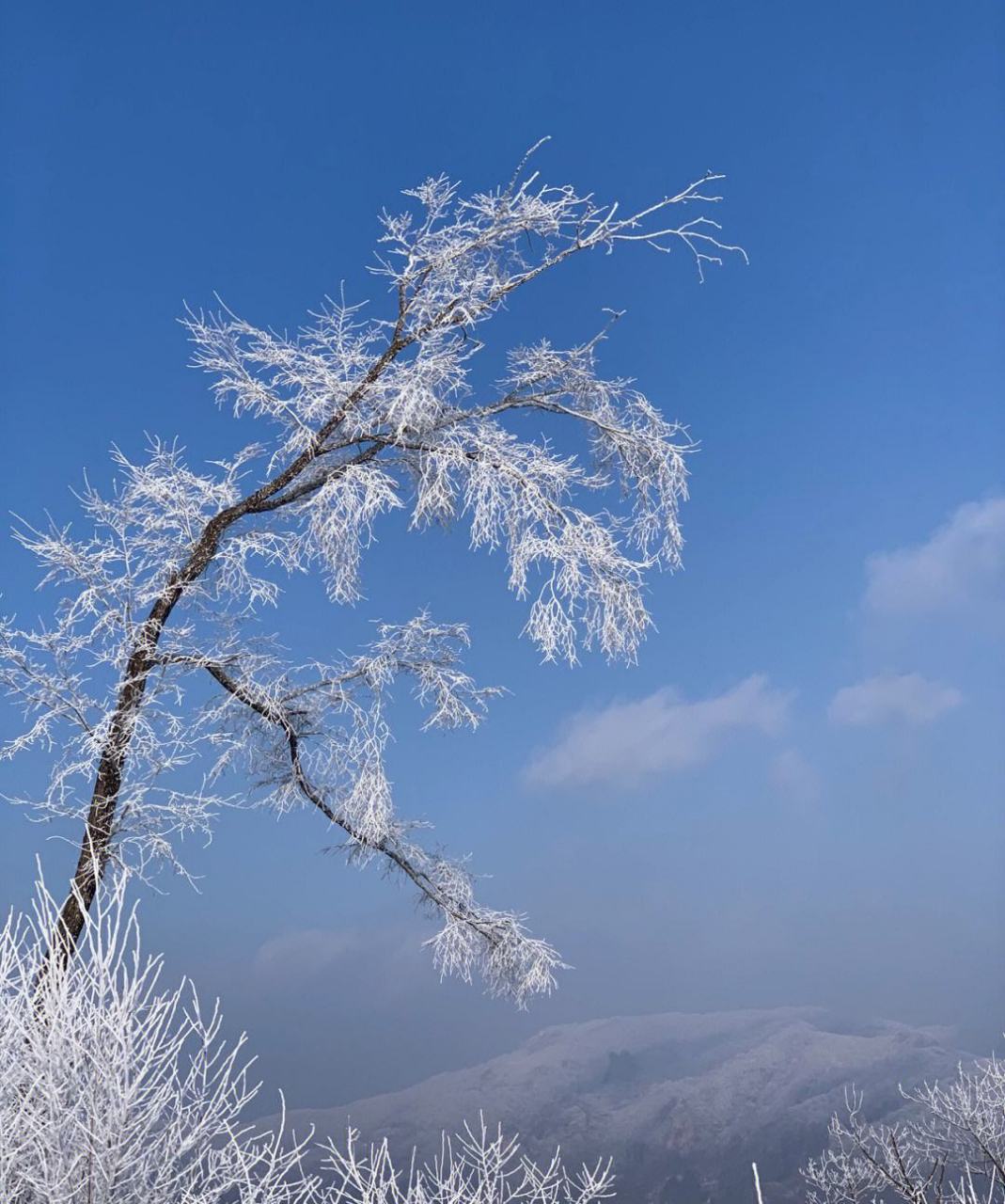 松花江畔首场雾凇图片