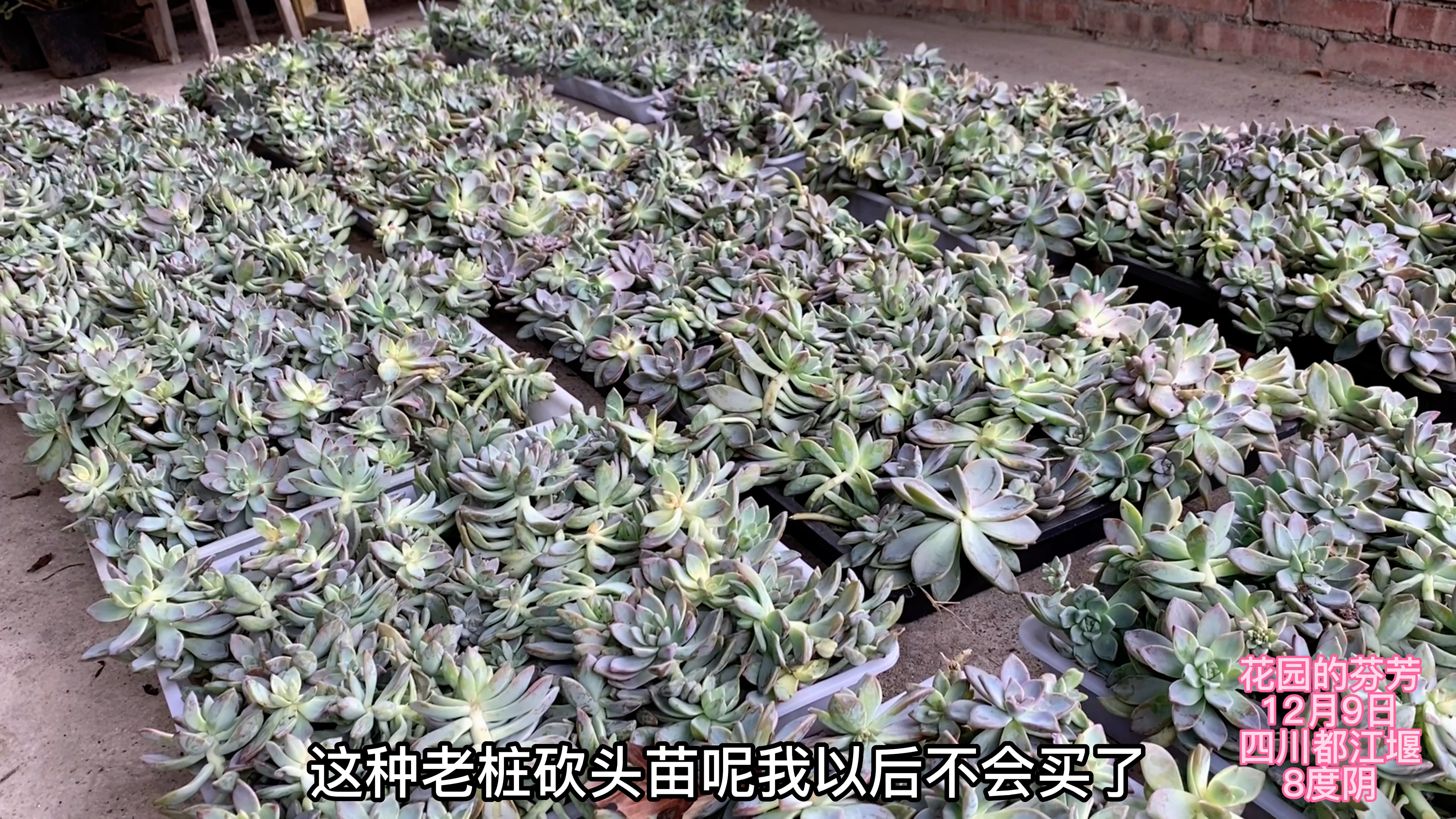 老陈威胁我:再这样整车买多肉就翻脸,吓死宝宝了!