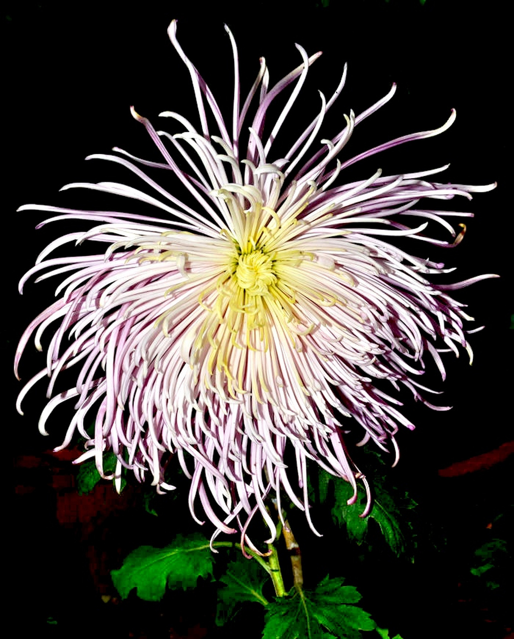 九月动态激励计划# 菊花——玉翎管  玉翎管是名贵菊花"细管瓣类"菊